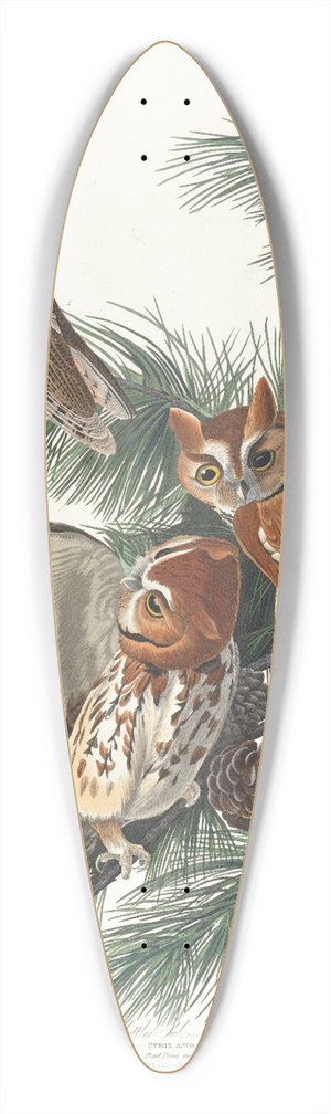 John James Audubon - Mottled owl 39.3 inch art pintail longboard deck