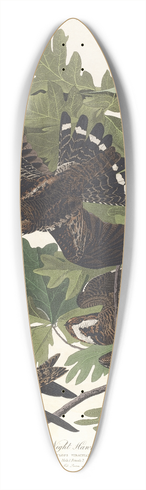 John James Audubon - Night hawk 39.3 inch art pintail longboard deck