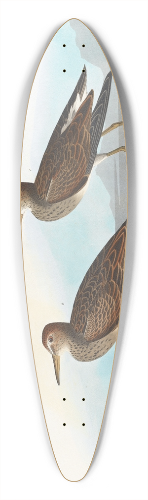 John James Audubon - Pectoral sandpiper 39.3 inch art pintail longboard deck