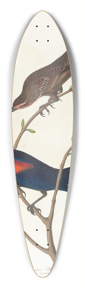 John James Audubon - Prairie starling 39.3 inch art pintail longboard deck