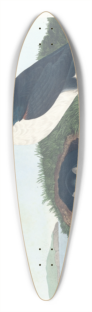 John James Audubon - Puffin 39.3 inch art pintail longboard deck