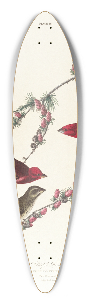 John James Audubon - Purple finch 39.3 inch art pintail longboard deck John James Audubon - Purple finch 39.3 inch art pintail longboard deck