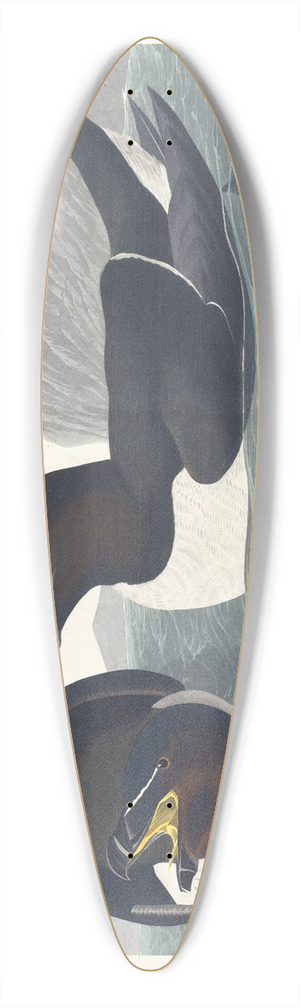 John James Audubon - Razor bill 39.3 inch art pintail longboard deck
