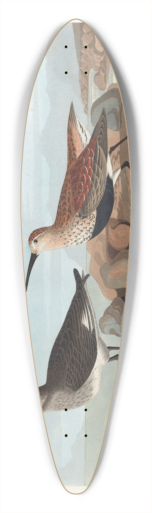 John James Audubon - Red-backed sandpiper 39.3 inch art pintail longboard deck