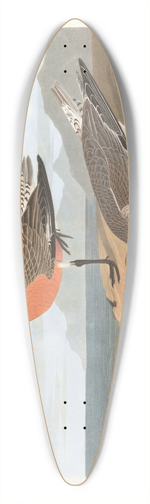 John James Audubon - Red-breasted sandpiper 39.3 inch art pintail longboard deck