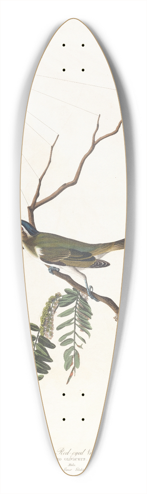 John James Audubon - Red-eyed vireo 39.3 inch art pintail longboard deck