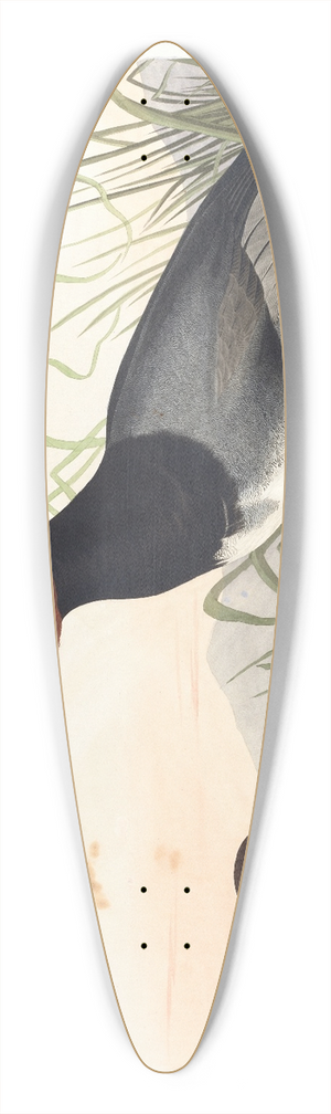 John James Audubon - Red-headed duck 39.3 inch art pintail longboard deck