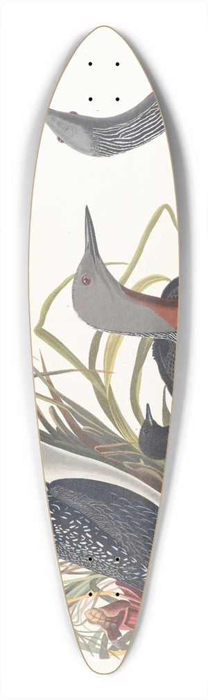 John James Audubon - Red-throated diver 39.3 inch art pintail longboard deck