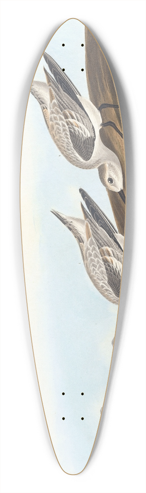John James Audubon - Ruddy plover 39.3 inch art pintail longboard deck