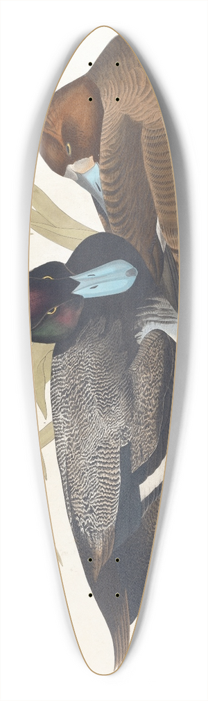John James Audubon - Scaup duck 39.3 inch art pintail longboard deck