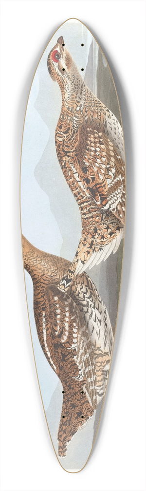 John James Audubon - Sharp-tailed grous 39.3 inch art pintail longboard deck John James Audubon - Sharp-tailed grous 39.3 inch art pintail longboard deck