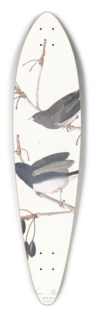 John James Audubon - Snow bird 39.3 inch art pintail longboard deck