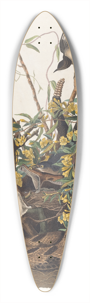 John James Audubon - The mocking bird 39.3 inch art pintail longboard deck