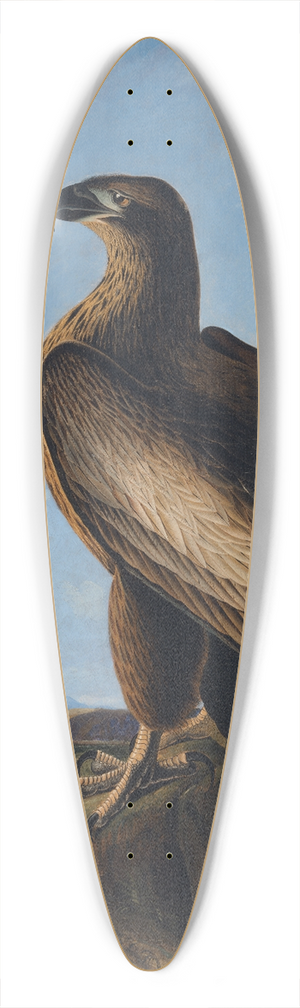 John James Audubon - Washington Sea Eagle 39.3 inch art pintail longboard deck