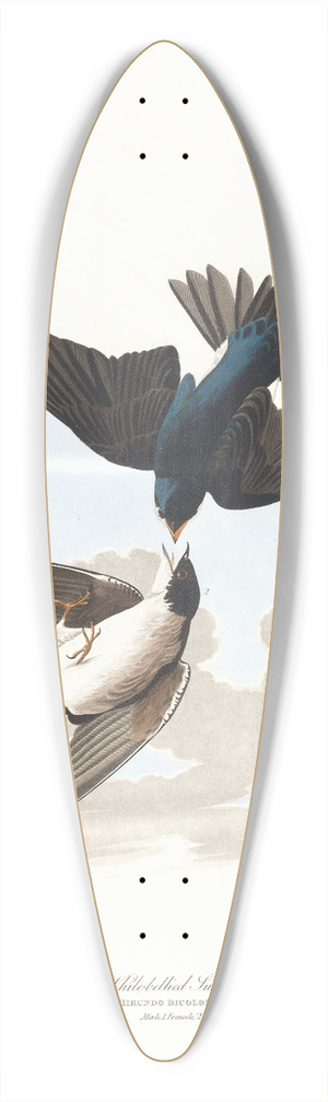 John James Audubon - White-bellied swallow 39.3 inch art pintail longboard deck