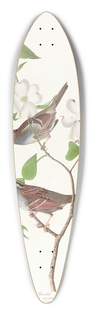 John James Audubon - White throated sparrow 39.3 inch art pintail longboard deck