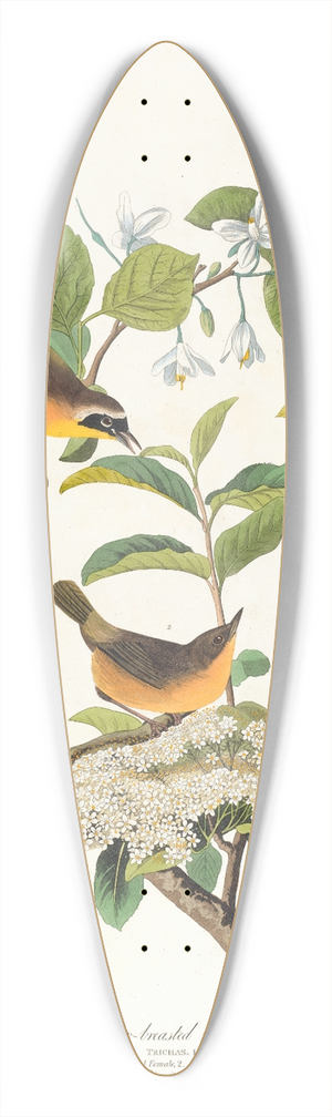 John James Audubon - Yellow-breasted warbler 39.3 inch art pintail longboard deck