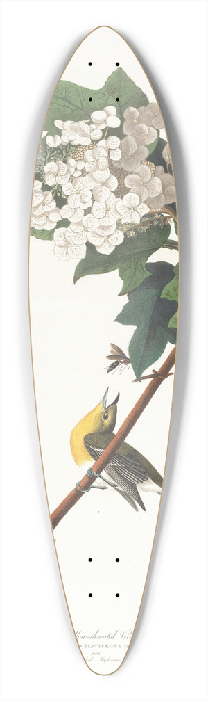 John James Audubon - Yellow-throated vireo 39.3 inch art pintail longboard deck