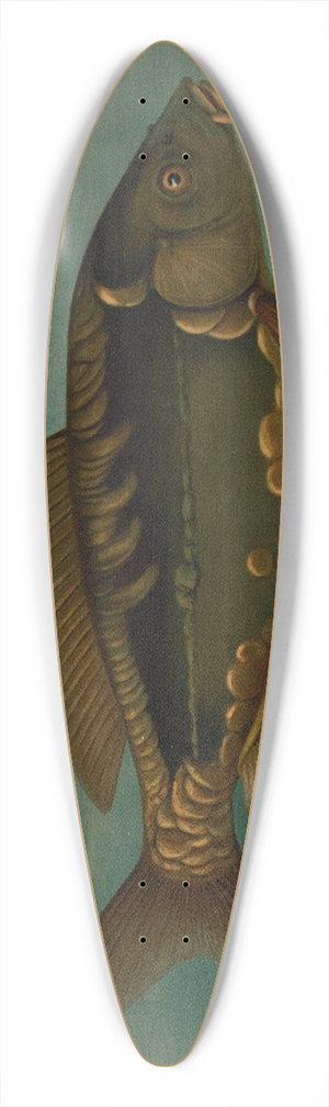 John L. Petrie - The Mirror Carp, Cyprinus carpio. 39.3 inch art pintail longboard deck