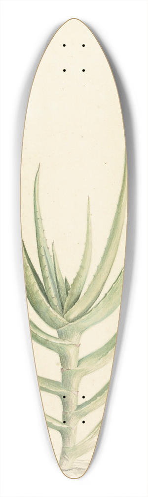 Laurens Vincentsz. van der Vinne - Crassula perfoliata 39.3 inch art pintail longboard deck