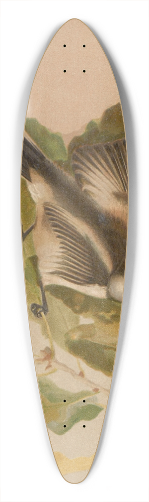 Lo-Paul Robert - Msange a longue queue 39.3 inch art pintail longboard deck Lo-Paul Robert - Msange a longue queue 39.3 inch art pintail longboard deck