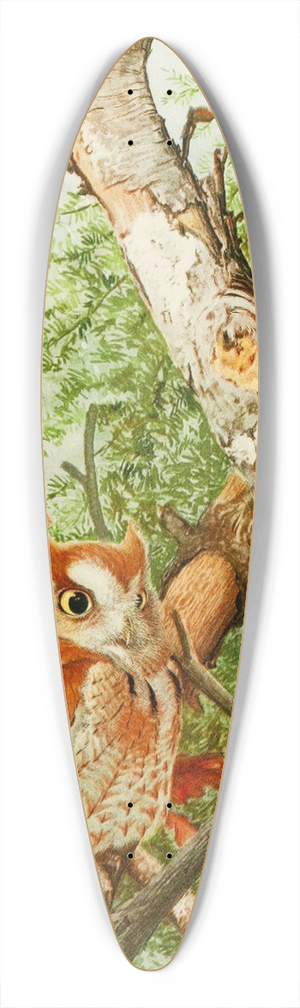 Louis Agassiz Fuertes - Screech Owl 39.3 inch art pintail longboard deck