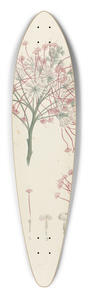 Luigi Balugani - Albizia gummifera (J.F. Gmel.) C.A. Sm. (Gummy Albizia Tree) 39.3 inch art pintail longboard deck