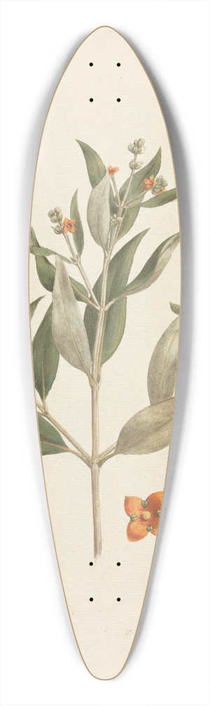 Luigi Balugani - Avicennia marina (Forssk.) Vierh. (White Mangrove) 39.3 inch art pintail longboard deck