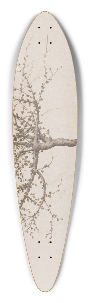 Luigi Balugani - Commiphora gileadensis (L.) C. Chr. (Balm of Gilead, Opobalsam). 39.3 inch art pintail longboard deck