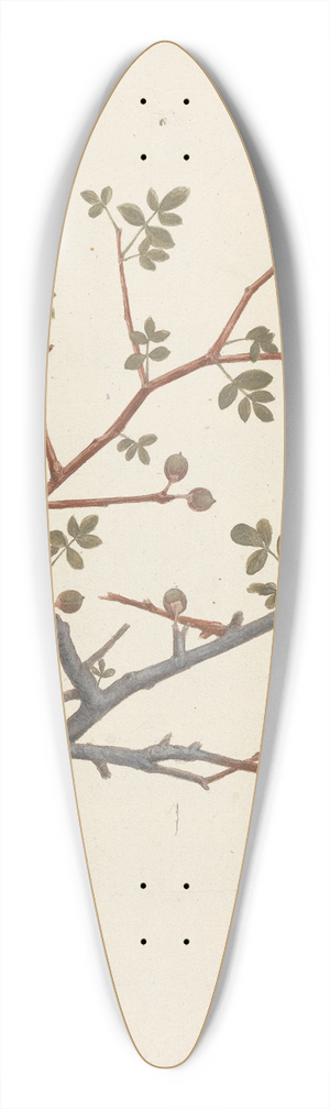 Luigi Balugani - Commiphora gileadensis (L.) C. Chr. (Balm of Gilead, Opobalsam) 39.3 inch art pintail longboard deck