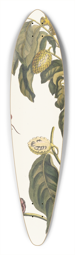 Maria Sibylla Merian - Zursak 39.3 inch art pintail longboard deck