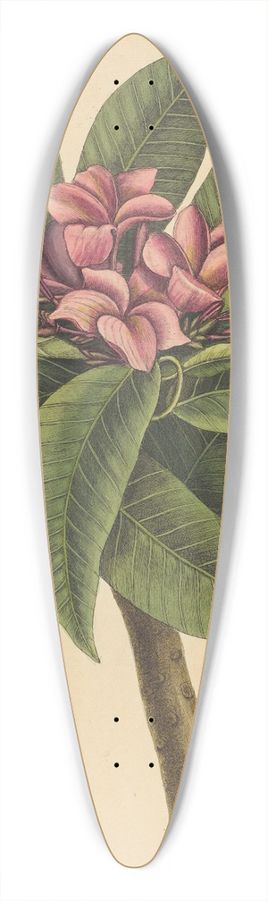 Mark Catesby - Red Frangipanni (Plumeria rubra) 39.3 inch art pintail longboard deck