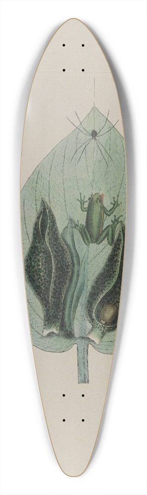 Mark Catesby - Tree Frog 39.3 inch art pintail longboard deck