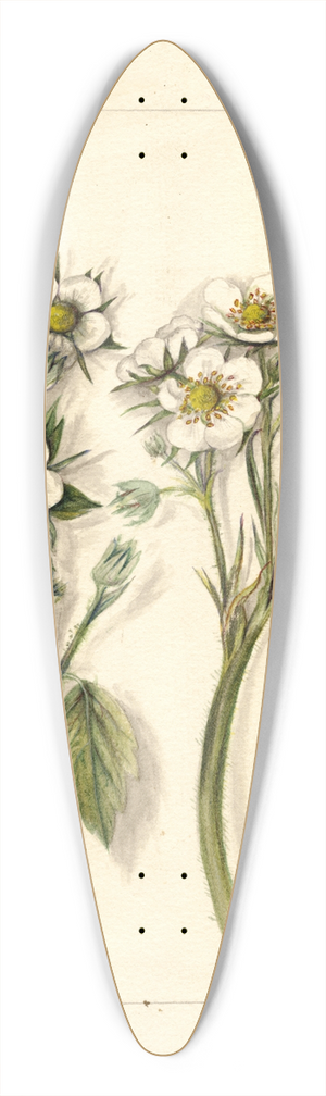 Mary Daisy Arnold - Fragaria 39.3 inch art pintail longboard deck