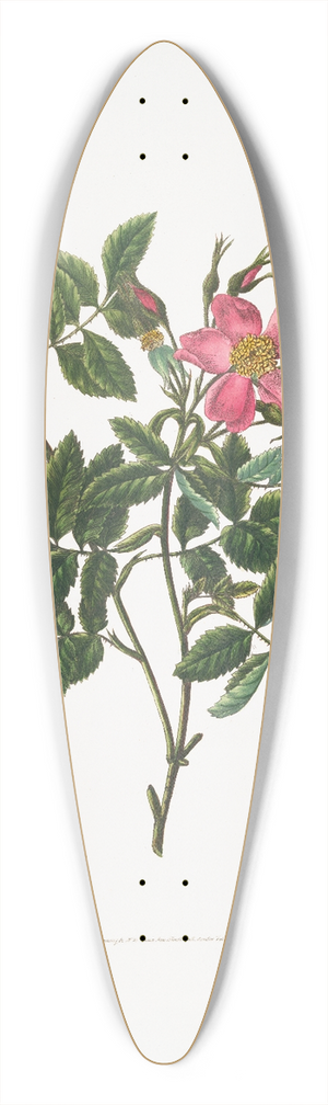 Mary Lawrance - Rosa cardina 39.3 inch art pintail longboard deck