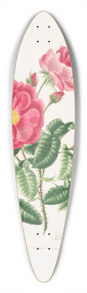 Mary Lawrance - Rosa gallica. 39.3 inch art pintail longboard deck