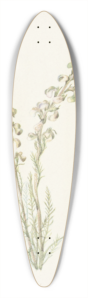 Mary Vaux Walcott - Alpine Femleaf. Pedicularis contorta 39.3 inch art pintail longboard deck