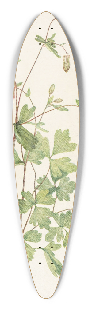 Mary Vaux Walcott - American Columbine. Aquilegia canadensis 39.3 inch art pintail longboard deck