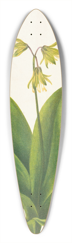 Mary Vaux Walcott - Bluebead. Clintonia borealis 39.3 inch art pintail longboard deck