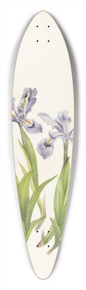 Mary Vaux Walcott - Crested Iris. (Iris cristata) 39.3 inch art pintail longboard deck