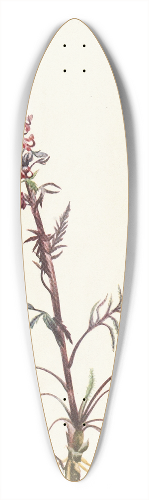 Mary Vaux Walcott - Elephanthead. Pedicularis groenlandica 39.3 inch art pintail longboard deck