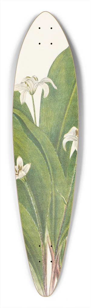 Mary Vaux Walcott - Queencup (flower). Clintonia uniflora 39.3 inch art pintail longboard deck
