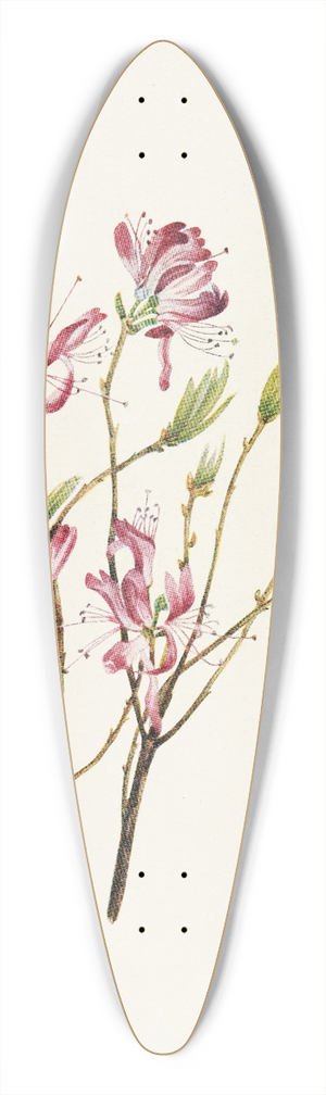 Mary Vaux Walcott - Rhodora. (Rhodora canadensis) 39.3 inch art pintail longboard deck