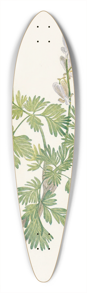 Mary Vaux Walcott - Squirrelcorn. Bikukulla canadensis 39.3 inch art pintail longboard deck