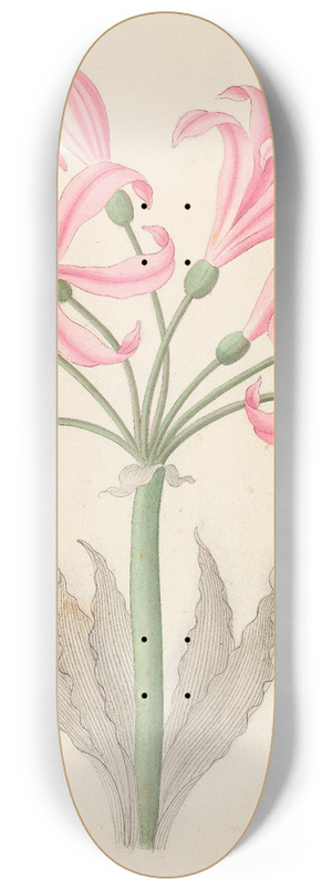 Clemenz Heinrich Wehdemann - Amarillis [Boophone disticha] 8.25 inch art skate deck