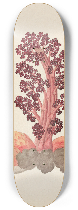 Clemenz Heinrich Wehdemann - Aphyteia hydnora  [Nymphaea nouchali] 8.25 inch art skate deck