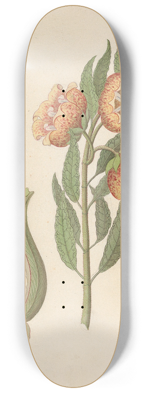 Clemenz Heinrich Wehdemann - Asclepias grandiflora [Pachycarpus grandiflorus] 8.25 inch art skate deck