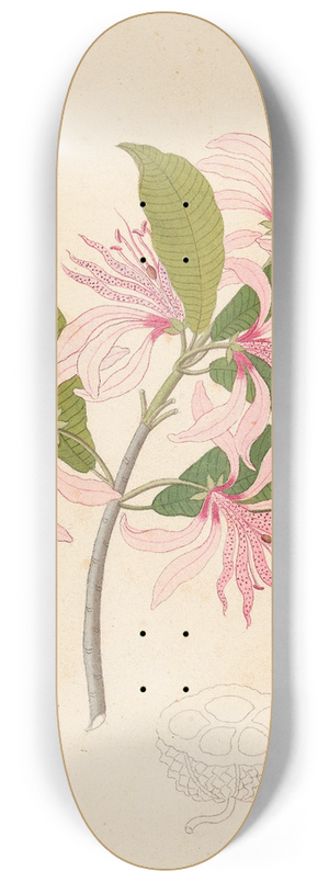 Clemenz Heinrich Wehdemann - Calodendrum capense 8.25 inch art skate deck