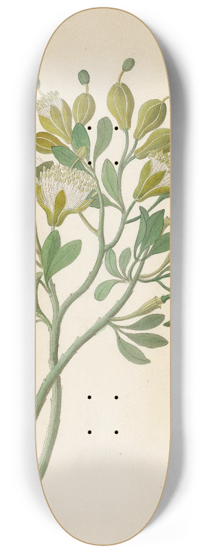 Clemenz Heinrich Wehdemann - Capparis Nov. Sp. [Maerua caffra] 8.25 inch art skate deck
