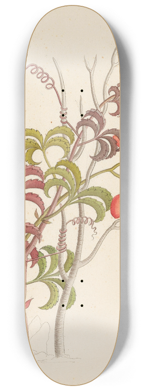 Clemenz Heinrich Wehdemann - Cisfus Nov. Sp. [Cyphostemma quinatum] 8.25 inch art skate deck